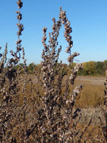 Artemisia vulgaris